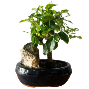 Rock Featured Mandarin Tree Bonsai - 23cm