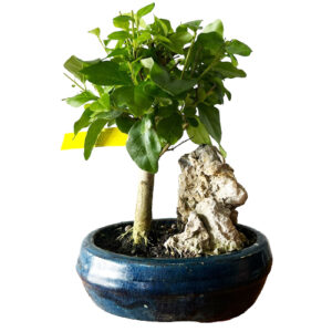 Rock With Mandarin Tree Bonsai - 23cm