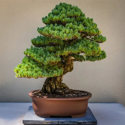 Buddhist Pine (Podocarpus macrophyllus)