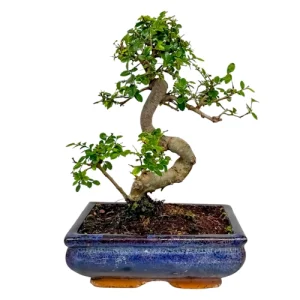 Cute Chinese Elm 32cm