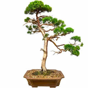 Tall Chinese Juniper Itoigawa 106cm