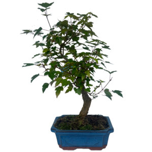 Trident Maple Bonsai Tree 40cm