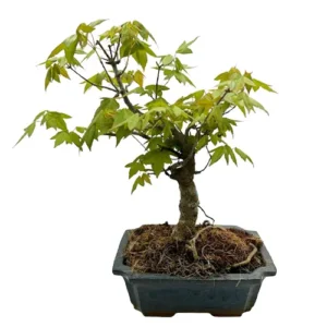 Curved Trident Maple 36cm