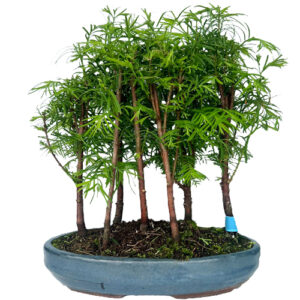 Dawn Redwood Bonsai Tree 34cm