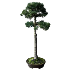 Strait Japanese White Pine 115cm