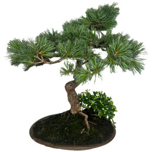 Japanese White Pine Bonsai 65cm