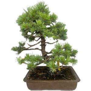 Japanese White Pine Bonsai 53cm