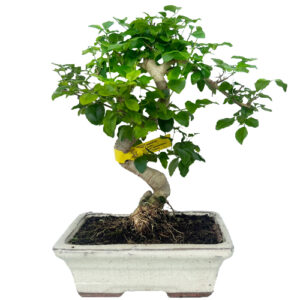 Mandarin (Lingustrum) Bonsai Tree 34cm