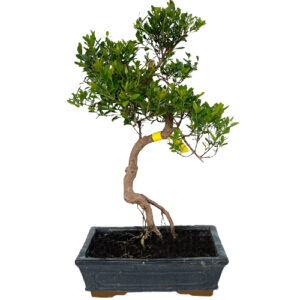 Chinese Myrtle Bonsai Tree 48cm