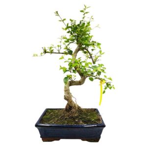 Tall Mandarin Tree Bonsai - 46cm