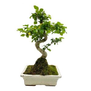 Perfectly Structured Mandarin Tree Bonsai - 36cm