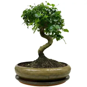 10+ Stunning Mandarin Bonsai Trees for Sale You Can Buy Today