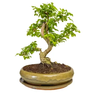 Lovely Mandarin Tree Inc Tray 37cm