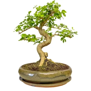 Indoor Mandarin Tree Inc Tray 40cm