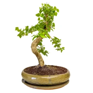 Mandarin Tree 44cm Inc Tray