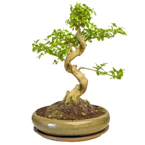 Perfectly Structured Mandarin Tree 45cm Inc Tray