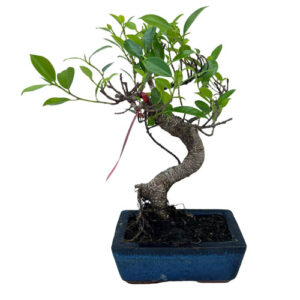 Twisted Trunk Ficus Bonsai - 33cm