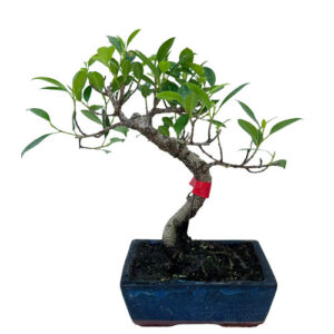 Pretty Ficus Bonsai - 30cm
