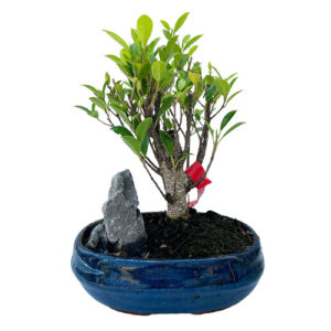 Mini Island Ficus Bonsai - 28cm