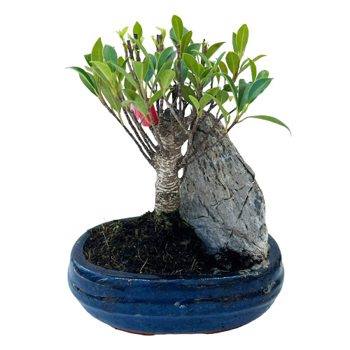 Ficus Bonsai - 25cm
