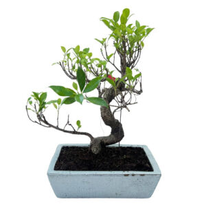 Ficus Bonsai - 42cm
