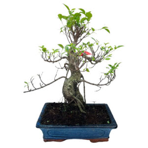 Unique Ficus Bonsai - 48cm