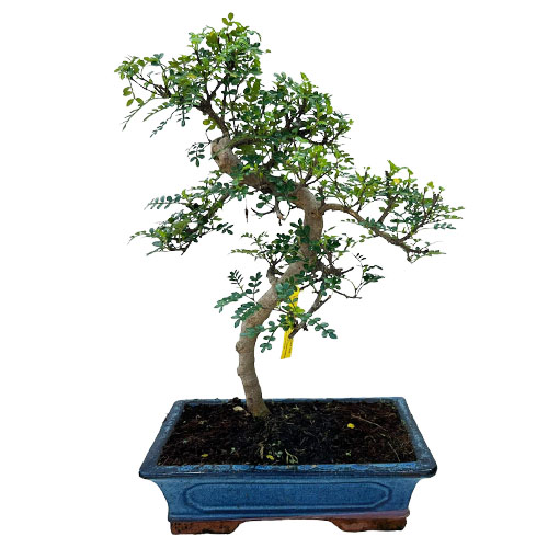 Japanese Pepper Indoor Bonsai 50cm Miyagi Bonsai