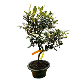 Silverberry - Elayagnus Bonsai - 57cm
