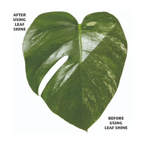 Organic Focus Leaf Shine - 400ml
