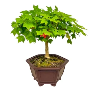 Smooth Trident Maple 36cm