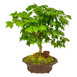 Special Trident Maple 35cm