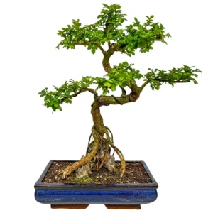 Lush Chinese Elm 61cm