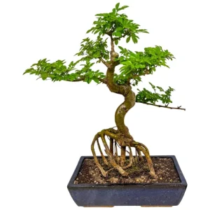 Multiple Canopy Chinese Elm 59cm