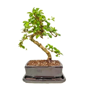 Decorative Fukien Tea Tree Inc Tray 31cm
