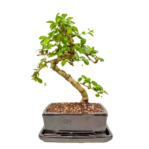 Decorative Fukien Tea Tree Inc Tray 31cm