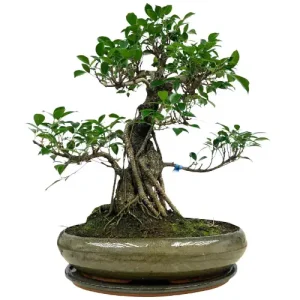 Multiple Aerial Roots Ficus Inc Tray 63cm