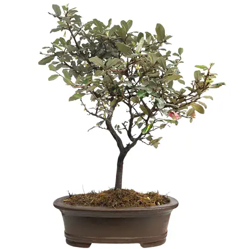 Silverberry - Elayagnus 57cm
