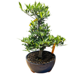 Beautiful Gardenia Bonsai - 60cm