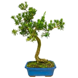 Curved Buddhist Pine 69cm