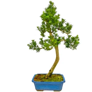 Tall Buddhist Pine 76cm
