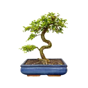 Chinese Elm 40cm