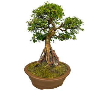 Chinese Elm Root Over Rock 53cm