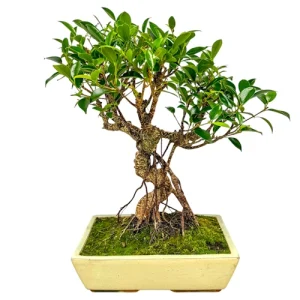 Pretty Ficus 48cm