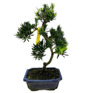 Buddhist pine 39cm