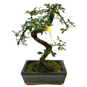 Quirky Chinese Elm Bonsai - 27cm