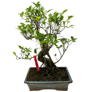 Ficus Bonsai - 51cm