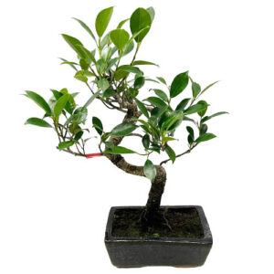 Ficus Bonsai - 36cm