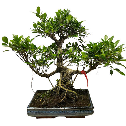 Ficus Bonsai - 63cm