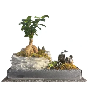 Unique Hand Crafted Ficus 31cm