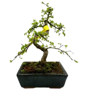 Nicely Structured Chinese Elm 27cm